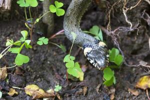 Collared snake, Grass snake in the Nature ,Natrix natrix photo