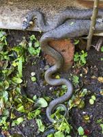 Collared snake, Grass snake in the Nature ,Natrix natrix photo