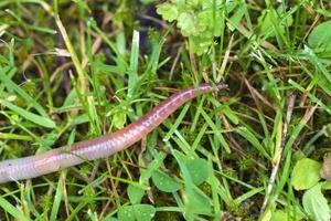 Useful Earthworm in the Nature photo