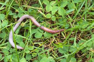 Useful Earthworm in the Nature photo