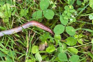 Useful Earthworm in the Nature photo