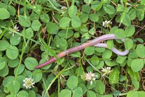 lombriz de tierra útil en la naturaleza foto