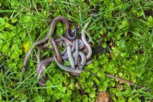 lombriz de tierra útil en la naturaleza foto