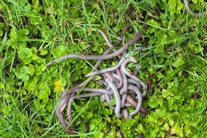 lombriz de tierra útil en la naturaleza foto