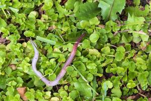 Useful Earthworm in the Nature photo