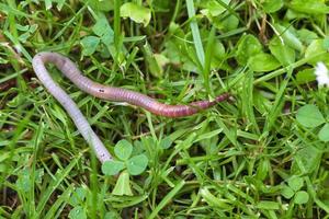 lombriz de tierra útil en la naturaleza foto