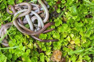 lombriz de tierra útil en la naturaleza foto