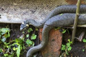 serpiente de cuello, serpiente de hierba en la naturaleza, natrix natrix foto