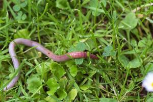 Useful Earthworm in the Nature photo