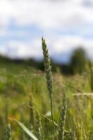 Detail of Corn Spikes photo