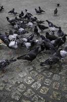 Pigeons in the square photo