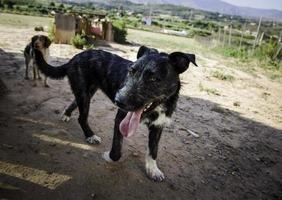 Abandoned dogs sad photo