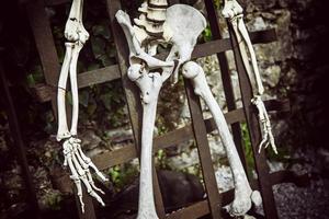 Human skeleton bone photo