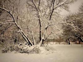 Snowy trees at the end of the day. photo