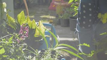 mujer asiática cuidando y trasplantando la flor en maceta en el jardín de su casa bajo la luz del sol de la mañana. planta de casa. jardinería. aficiones y actividades de ocio. video