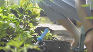 fermer les mains d'une fille qui s'occupe et transplante les plantes en pot dans le jardin de la maison sous la lumière du soleil du matin. plante d'appartement. jardinage. passe-temps et activités de loisirs. video