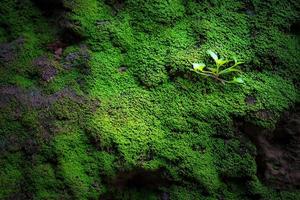 Hierba verde en el fondo y la textura del bloque de cemento foto