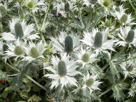 Eryngium sea holly bracts and flower buds