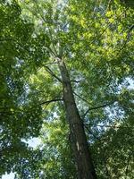 Tall tree with green foliage seen from below photo