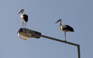 Population of storks on urban furniture in Aveiro, Portugal