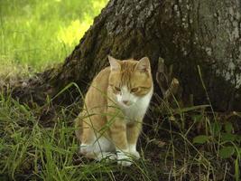 Happy cat in the garden, France photo