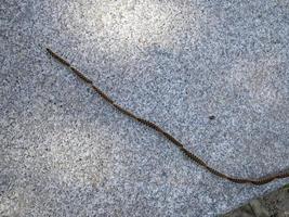 Thaumetopoea pityocampa, pine processionary, on a stone wall in Madrid Rio Park, Madrid, Spain photo