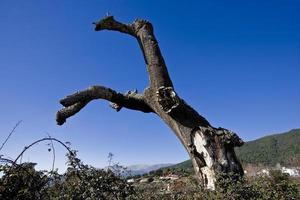 Alcornoque muerto en la sierra de gredos, provincia de ávila, castilla y león, españa foto