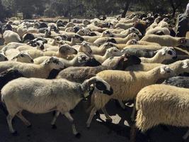Flock of sheep in the province of Braganca in Portugal photo