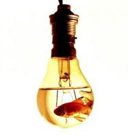 Red fish in an electric bulb photo