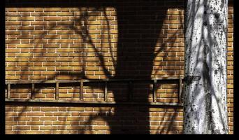 Tree and its shadow projected on a brick wall, Madrid Spain photo