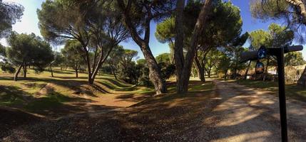 Pine forest in Madrid, Spain photo