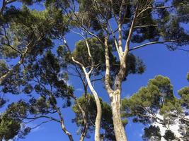 Magnificent trees in the Retiro Park in Madrid, Spain photo