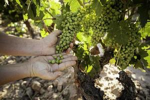 manos recogiendo uvas en el campo foto