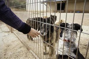 Giving love about abandoned dogs in a kennel photo