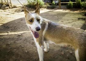 Abandoned dogs pet photo