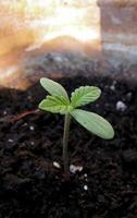 Cannabis cultivation on a terrace in Madrid photo