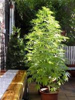 Cannabis cultivation on a terrace in Madrid photo