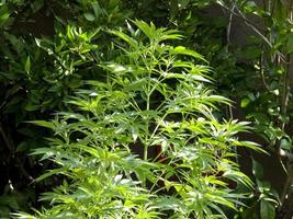 cultivo de cannabis en una terraza en madrid foto