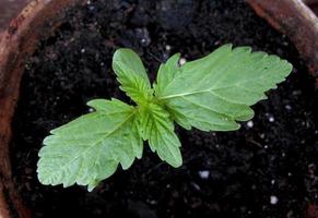 Cannabis cultivation on a terrace in Madrid photo