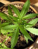 Cannabis cultivation on a terrace in Madrid photo