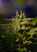 Cannabis cultivation on a terrace in Madrid photo