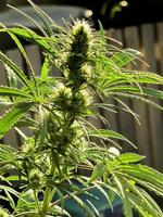 cultivo de cannabis en una terraza en madrid foto