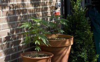 cultivo de cannabis en una terraza en madrid foto