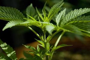 Cannabis cultivation on a terrace in Madrid photo