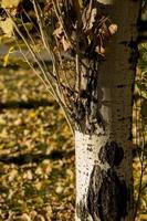 Autumn trees and leaves in Madrid, Spain photo