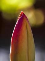 Flores de tulipán en proceso de floración, Madrid España foto