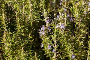 Rosemary in bloom in autumn photo