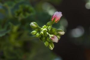 Primer plano de la floración del geranio rosa en un jardín en Madrid, España foto