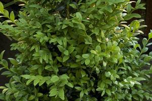 Image of boxwood foliage before carving, Madrid Spain photo