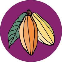 Cacao pod freehand drawing on colorful background. vector